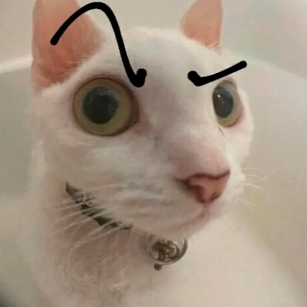 8 Curiosidades Fascinantes Sobre Gatos Que Você Precisa Saber