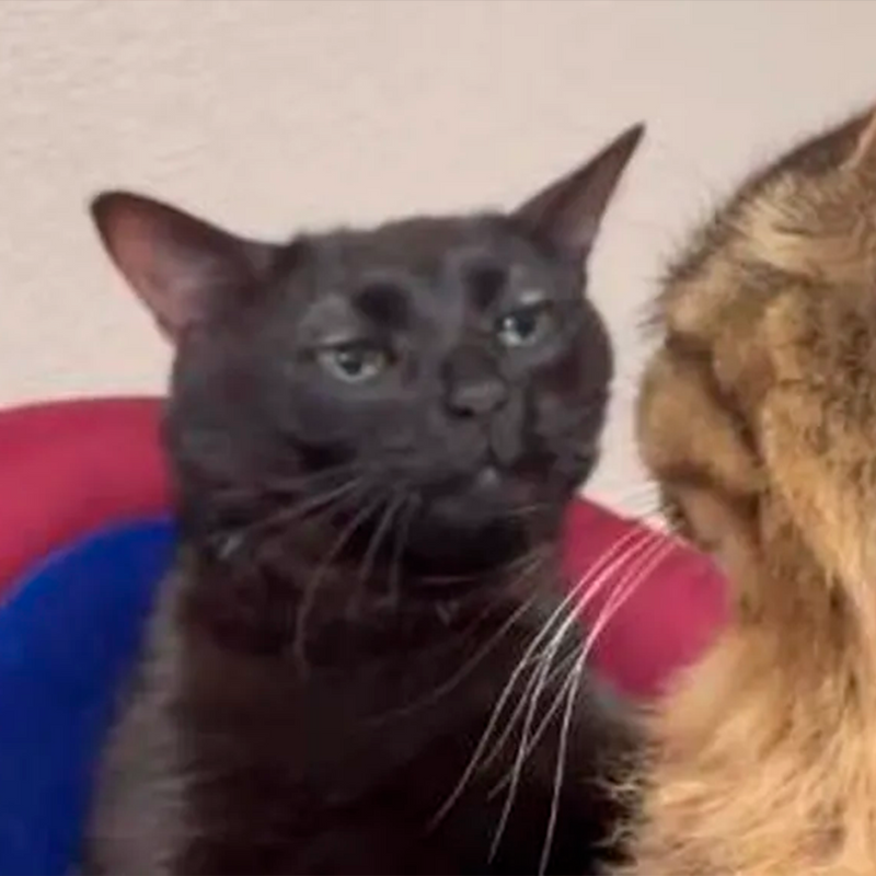 O Poder dos Memes de Gatos: Como Eles Conquistaram a Internet